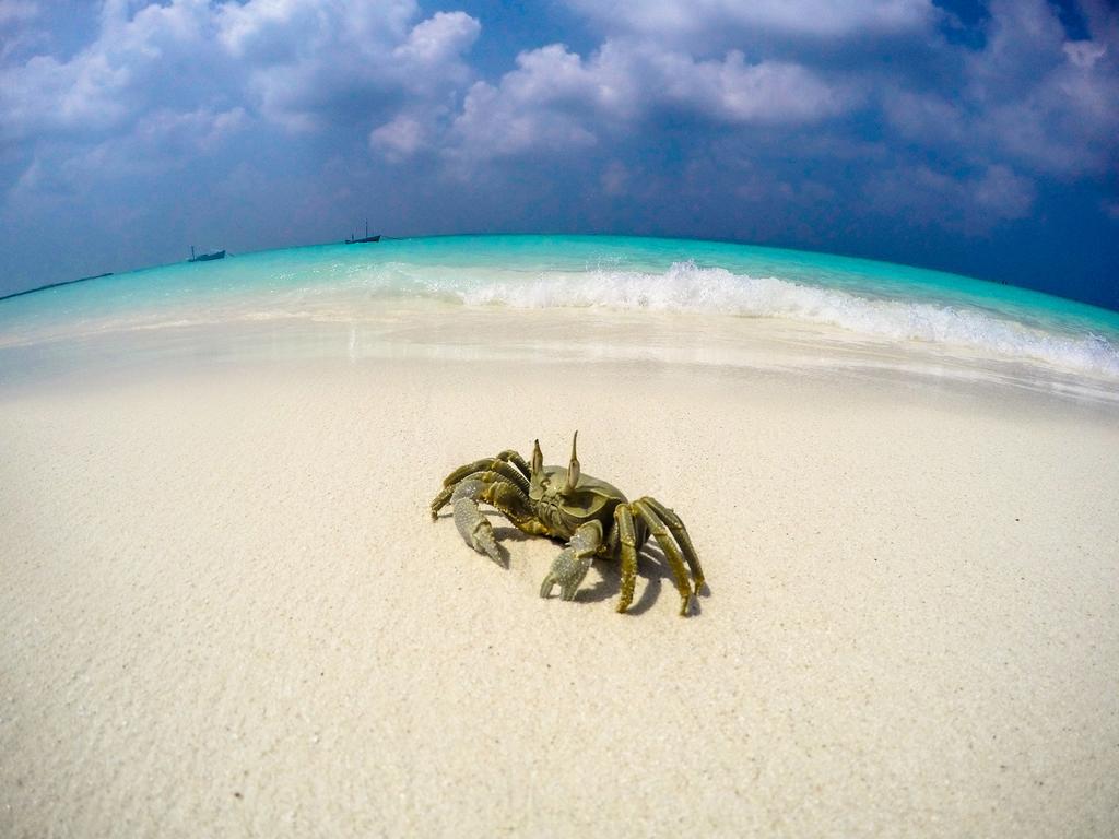 Cerulean View Residence Hanimaadhoo Island Zewnętrze zdjęcie